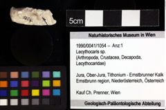 Foto (Objket + Etiketten) von Lecythocaris sp. 